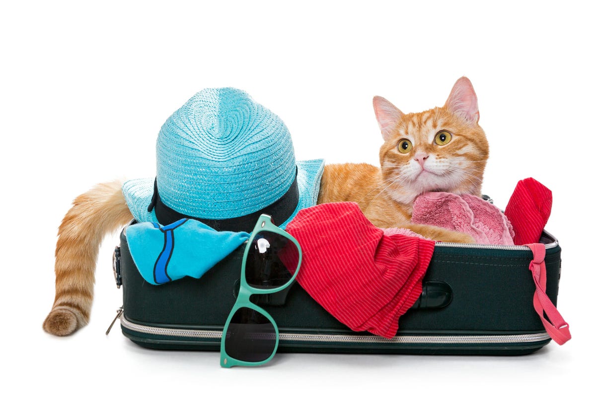 Διακοπές: Δέκα ασφαλείς τρόποι για να ταξιδέψεις με τη γάτα σου