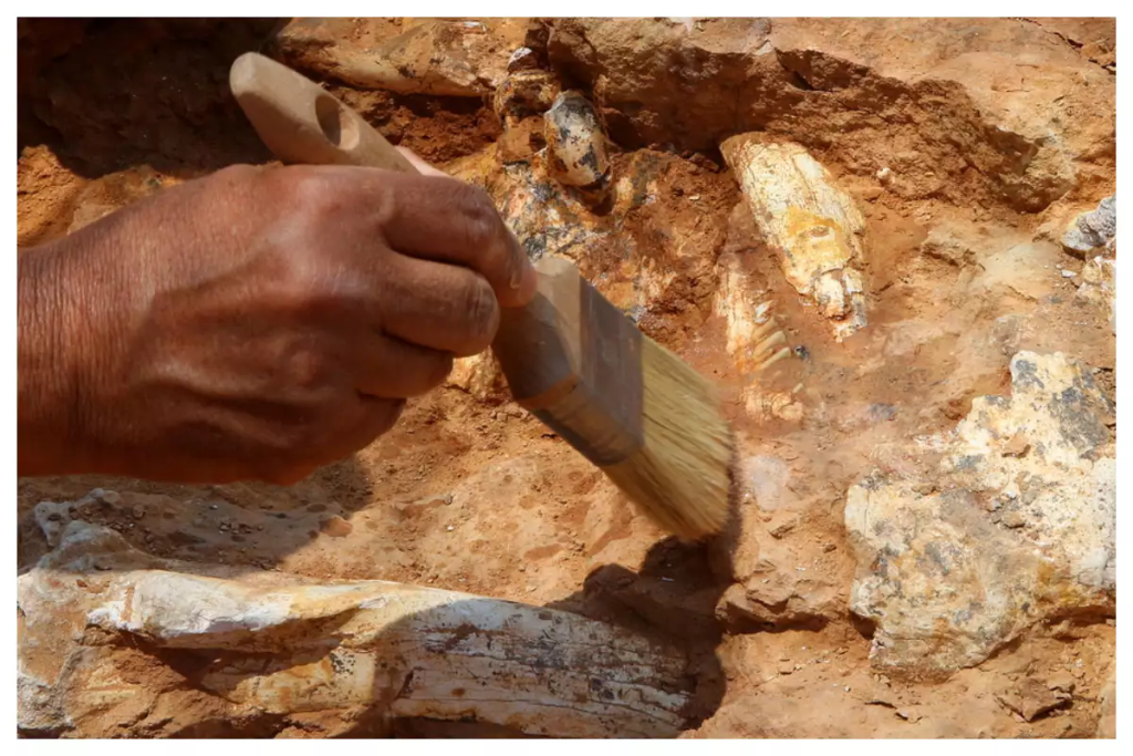 Νέα δεδομένα για τους προγόνους του ανθρώπου στη Νότια Αφρική φέρνει απολίθωμα γυναίκας των σπηλαίων