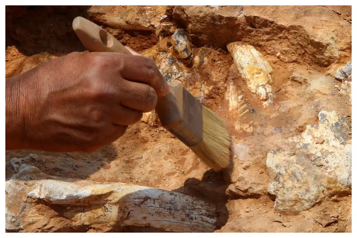 Νέα δεδομένα για τους προγόνους του ανθρώπου στη Νότια Αφρική φέρνει απολίθωμα γυναίκας των σπηλαίων