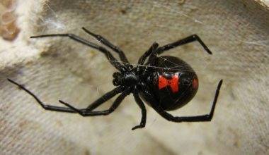 Αράχνη «μαύρη χήρα» τσίμπησε αγρότη στις Σέρρες και τον έστειλε στο νοσοκομείο