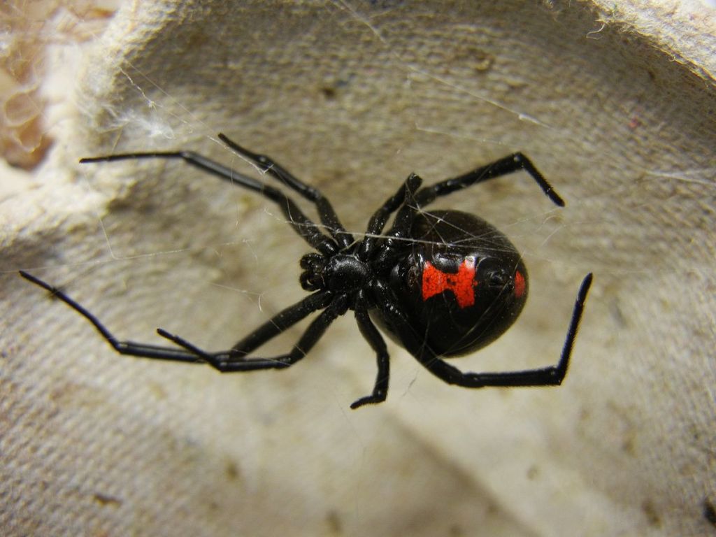 Αράχνη «μαύρη χήρα» τσίμπησε αγρότη στις Σέρρες και τον έστειλε στο νοσοκομείο
