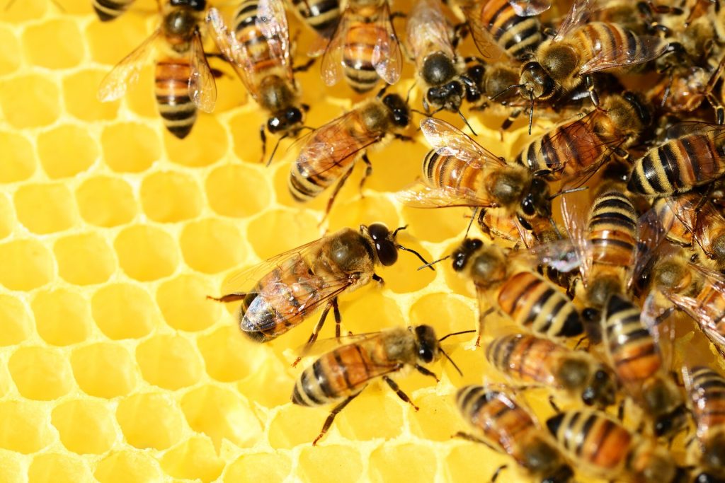 Αυστραλία: «Lockdown» στις μέλισσες μετά τον εντοπισμό θανατηφόρου παράσιτου