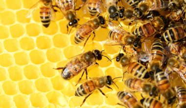 Αυστραλία: «Lockdown» στις μέλισσες μετά τον εντοπισμό θανατηφόρου παράσιτου