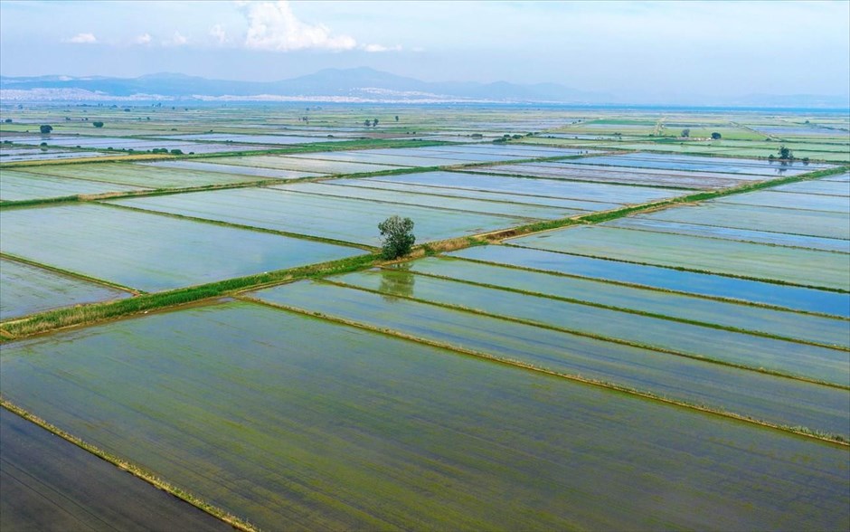 ΟΠΕΚΕΠΕ: Από 12 Ιουλίου οι ενστάσεις για την καταπολέμηση ζιζανίων στους ορυζώνες