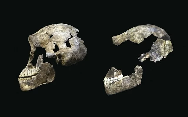Κρανίο προγόνου του ανθρώπου που είχε βρεθεί στην Νότιο Αφρική αποδείχθηκε πως είναι ένα εκατομμύριο χρόνια παλαιότερο