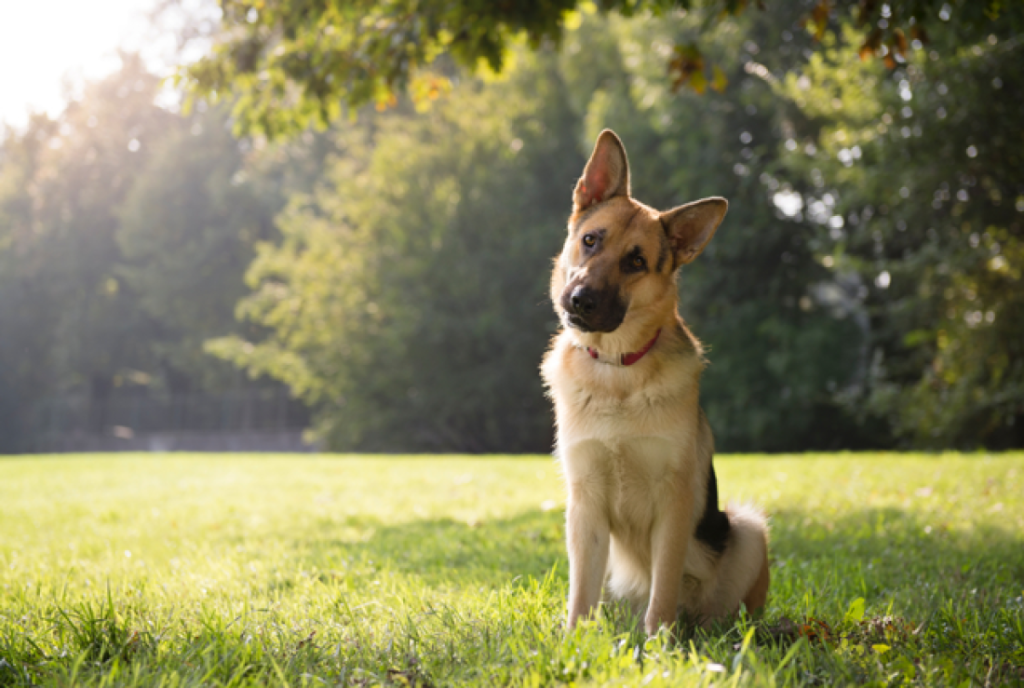 Νέα έρευνα γενετιστών και αρχαιολόγων: Από πού προέρχονται τελικά οι σκύλοι;