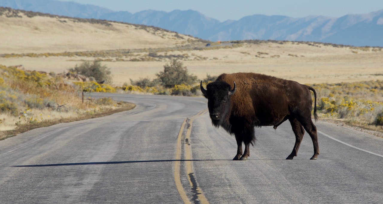 Τρόμος για οικογένεια σε πάρκο των ΗΠΑ – Δέχθηκαν επίθεση από εξαγριωμένο βίσωνα (βίντεο)