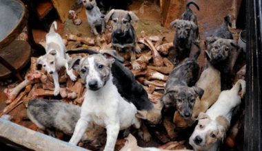 Φυλάκιση 21 μηνών στην 60χρονη που κρατούσε 16 σκυλιά σε διαμέρισμα-τρώγλη στη Θεσσαλονίκη