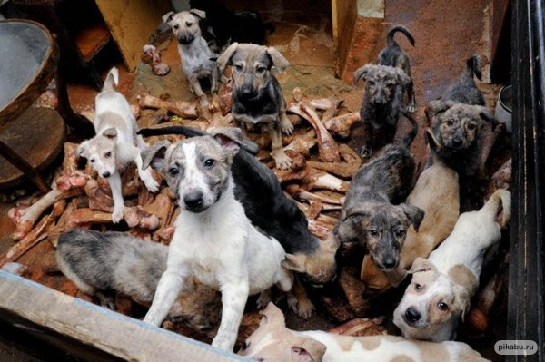 Φυλάκιση 21 μηνών στην 60χρονη που κρατούσε 16 σκυλιά σε διαμέρισμα-τρώγλη στη Θεσσαλονίκη