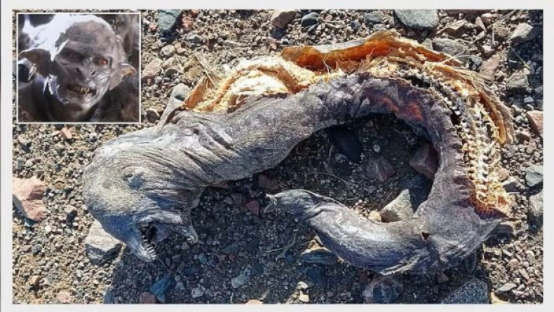 Aίγυπτος: Τρόμος σε παραλία από περίεργο πλάσμα που ξέβρασε η θάλασσα (βίντεο)