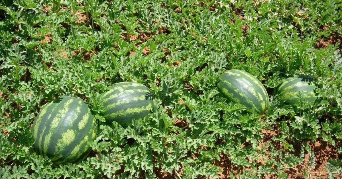 Καρπουζιά: Mυκητολογικές και εντομολογικές προσβολές στις πρώιμες καλλιέργειες