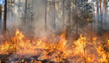 «Κοκτέιλ» ζέστης και ισχυρών ανέμων ανεβάζουν τον κίνδυνο πυρκαγιών μέσα στο Σαββατοκύριακο