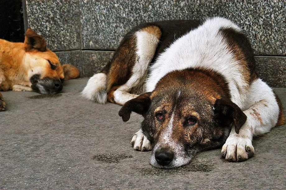 Καβάλα: 12 σκυλιά έχασαν με βασανιστικό τρόπο τη ζωή τους στο χωριό Λεκάνη