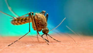 Αμερικανική μελέτη: Ορισμένοι ιοί κάνουν τους ανθρώπους ακαταμάχητους για τα κουνούπια