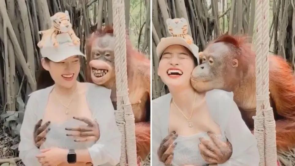 «Επίθεση» αγάπης ουρακοτάγκου σε γυναίκα σε ζωολογικό κήπο της Ταϊλάνδης έγινε viral