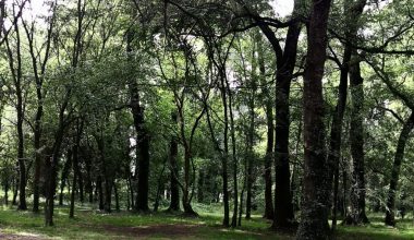 Τρίκαλα: Διατηρητέο μνημείο της φύσης κηρύχτηκαν δέντρα φράξου 200 ετών (φωτό)