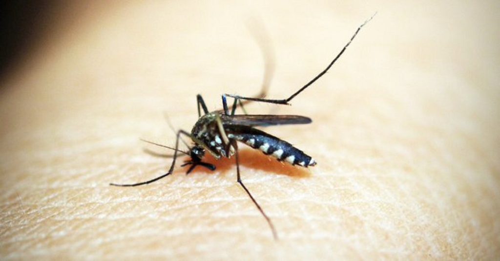 Αυτός είναι ο λόγος που τα κουνούπια έλκονται περισσότερο από κάποιους ανθρώπους