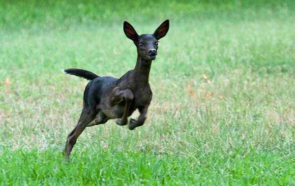 Εντυπωσιακές εικόνες από σπάνιο… κατάμαυρο ελάφι! (φωτο)