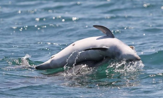 Καμένα Βούρλα: Ξεβράστηκε νεκρό ένα μωρό δελφίνι (φωτο)