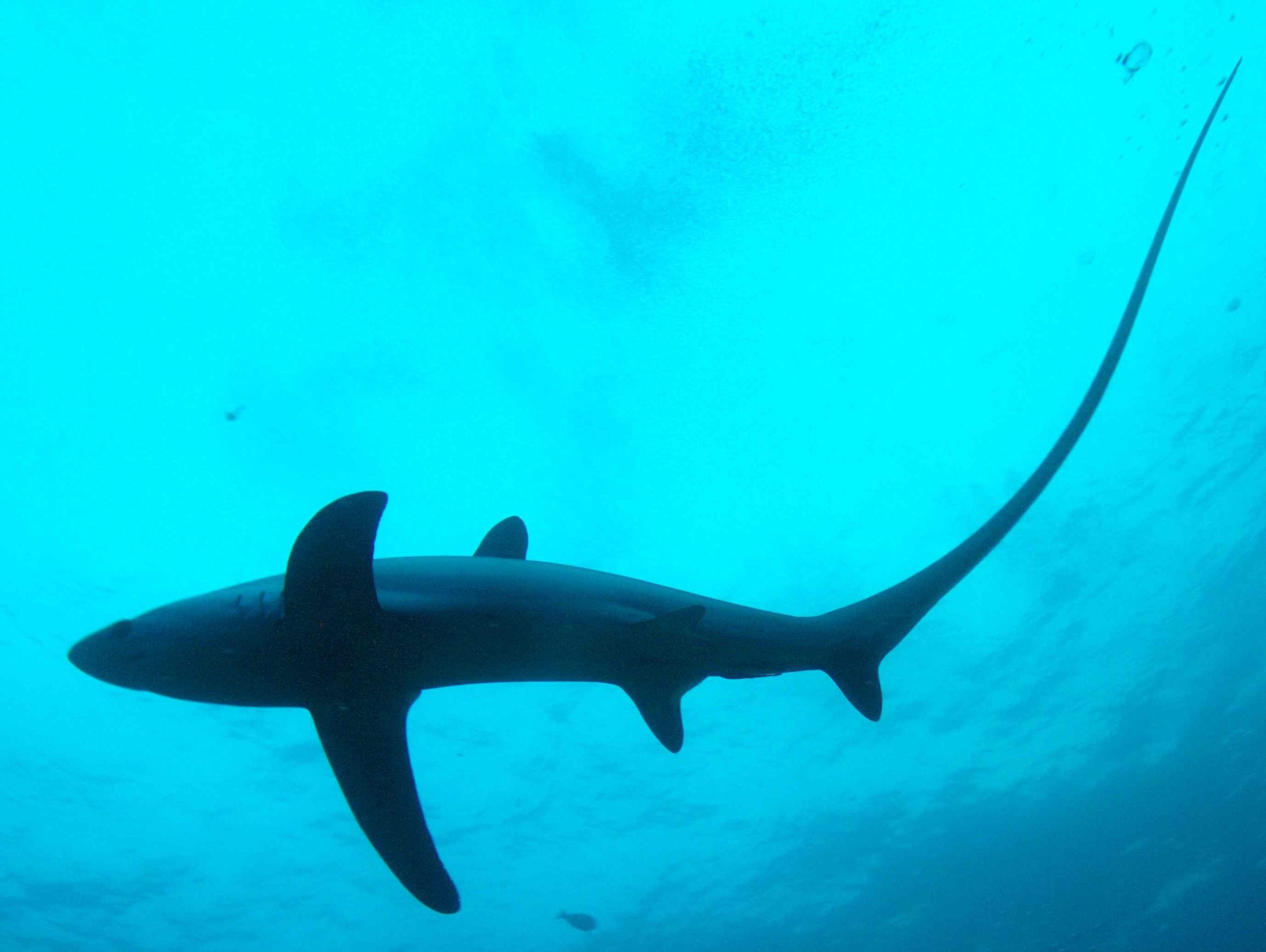 Ζαχάρω: Καρχαρίας αλεπού ξεβράστηκε σε παραλία (φώτο)