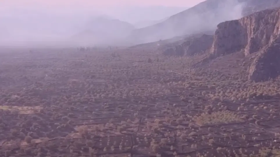 Εικόνες καταστροφής στον Παραδοσιακό Ελαιώνα Άμφισσας – Αποκαλυπτικό το βίντεο από drone