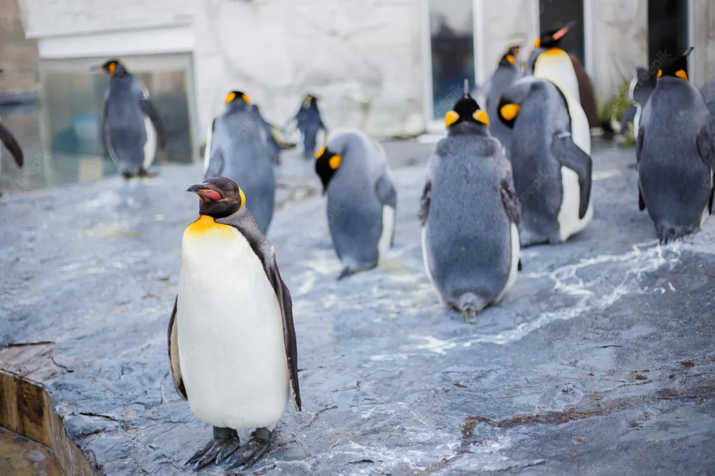 Εκλεκτικοί οι πιγκουίνοι στην Ιαπωνία: Αρνούνται να φάνε την φθηνότερη τροφή που τους προσφέρεται