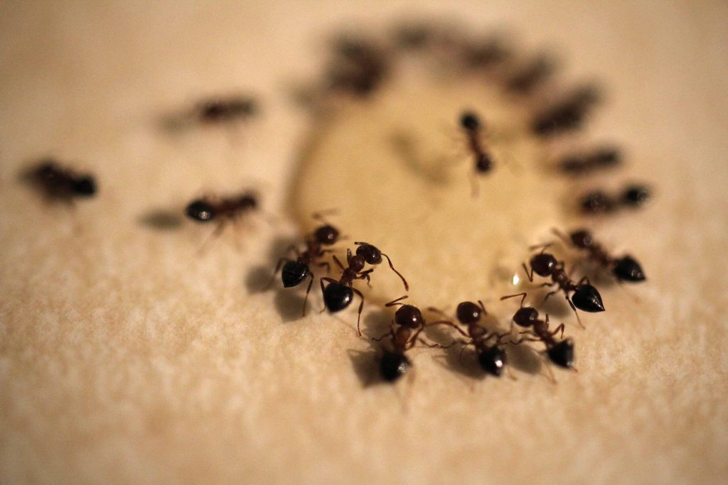 Δέκα φυσικοί τρόποι για να απαλλαγείτε από τα μυρμήγκια μια για πάντα