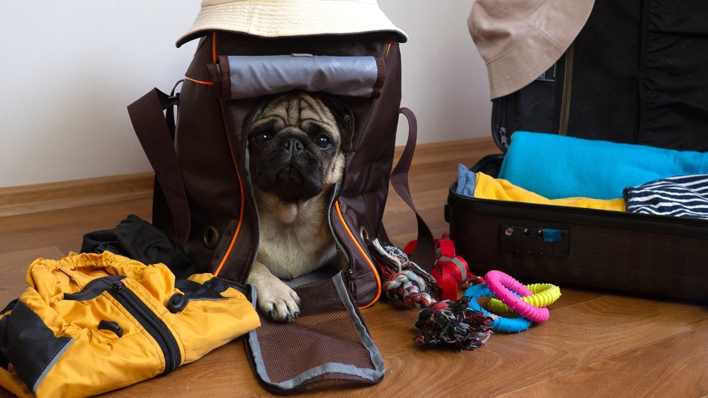 Ταξίδι με κατοικίδιο: Όλα όσα πρέπει να γνωρίζετε – Οι 9+1 συμβουλές (φώτο)