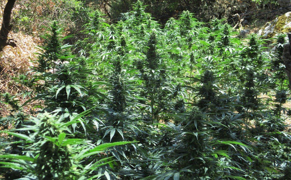 Μυλοπόταμος: Προφυλακιστέος ο 41χρονος για μεγάλη ποσότητα κάνναβης – Στην κατοχή του τα 23 από τα 25 κιλά