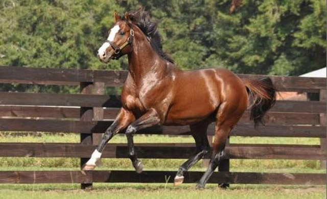 Τα πιο ακριβά κατοικίδια του πλανήτη – Αυτό κατέχει την πρωτιά και «αγγίζει» τα 13 εκ. ευρώ