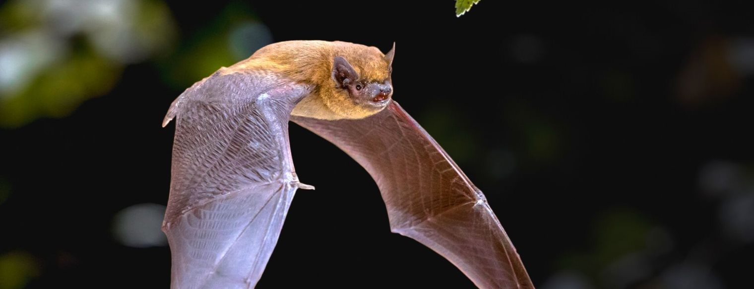 Προσοχή: Τα τέσσερα μέρη του σπιτιού που μπορεί να κρυφτεί μια νυχτερίδα