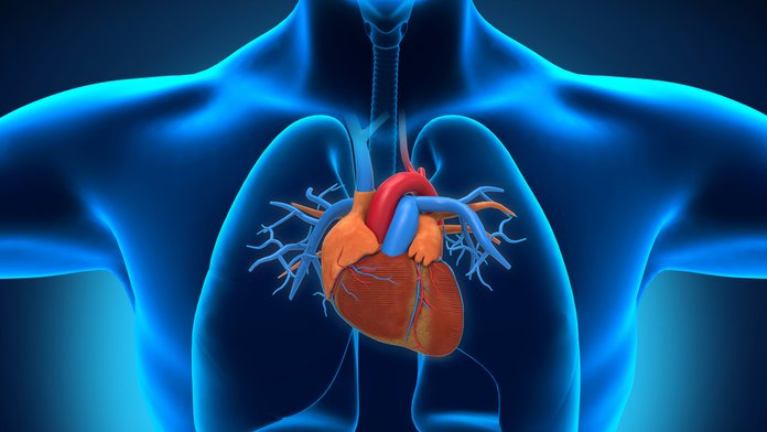 Αναρωτηθήκατε ποτέ γιατί δεν εμφανίζουμε καρκίνο στην καρδιά;