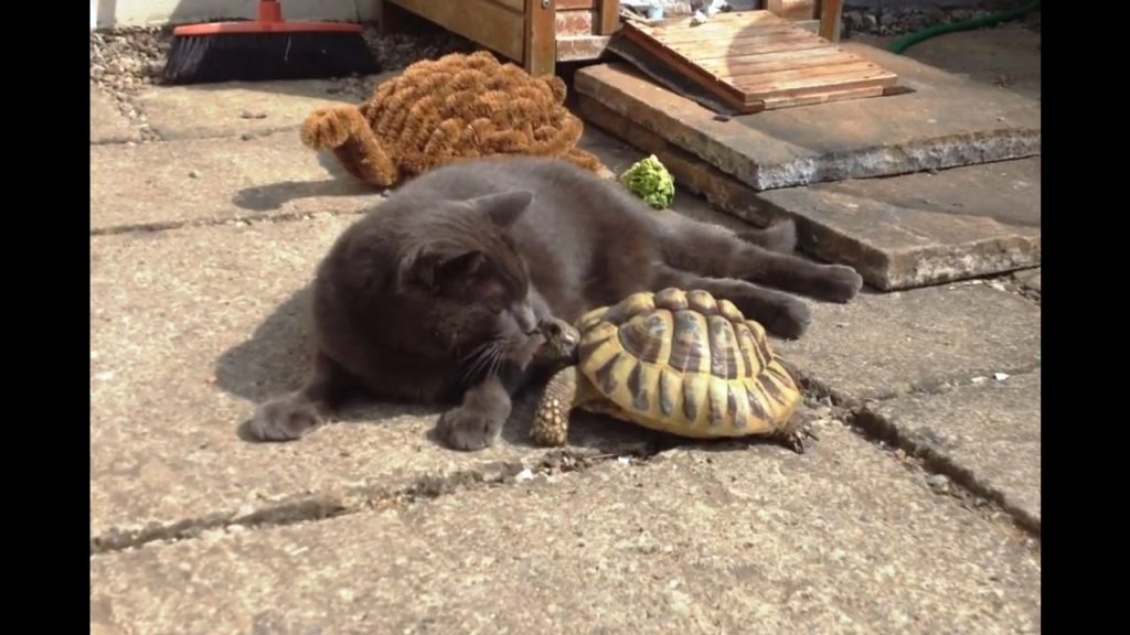 ΗΠΑ: Χελωνάκι «τραμπουκίζει» γάτα χωρίς λόγο και δεν την αφήνει να κοιμηθεί (βίντεο)