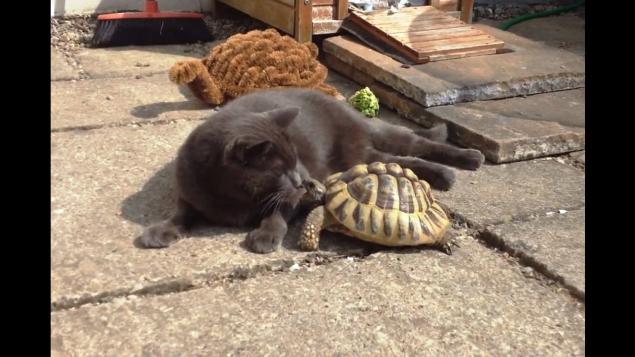 ΗΠΑ: Χελωνάκι «τραμπουκίζει» γάτα χωρίς λόγο και δεν την αφήνει να κοιμηθεί (βίντεο)