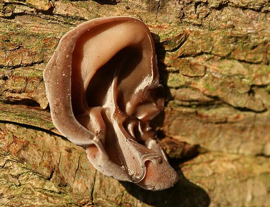 Το «αυτί του Ιούδα»: Ο κοινός μύκητας που ευδοκιμεί σε κορμούς δέντρων και μοιάζει με αυτί (φωτο)