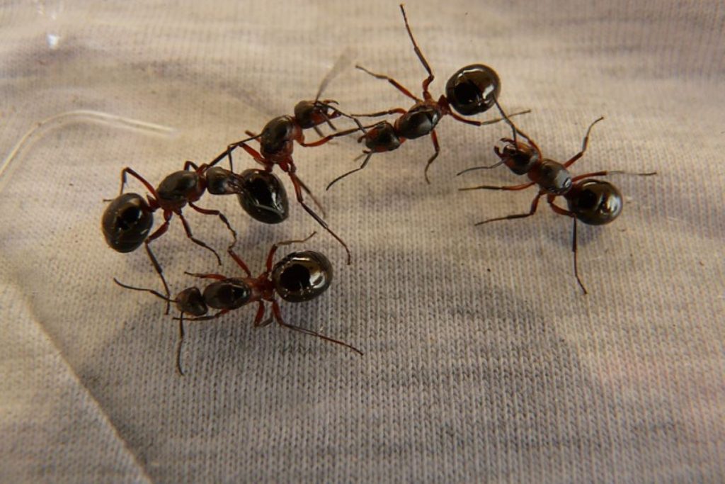 Δείτε τι να βάλετε στις εισόδους του σπιτιού σας για να διώξετε τα μυρμήγκια