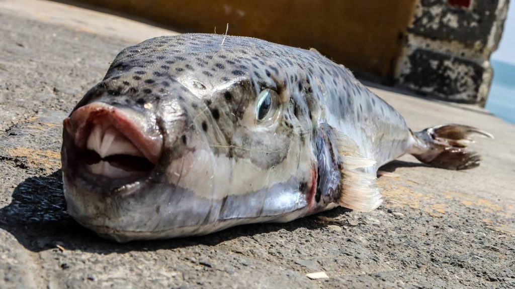 Γέμισε λαγοκέφαλους η θάλασσα στη Ρόδο – Η κατάσταση στο νησί είναι «τραγική» (βίντεο)