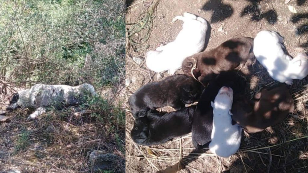 Κτηνωδία: Δηλητηρίασαν σκυλίτσα μόλις γέννησε τα οκτώ κουτάβια της