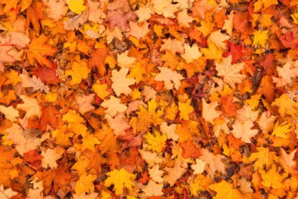 Οφθαλμαπάτη: Μόνο το 1% μπορεί να βρει την πεταλούδα