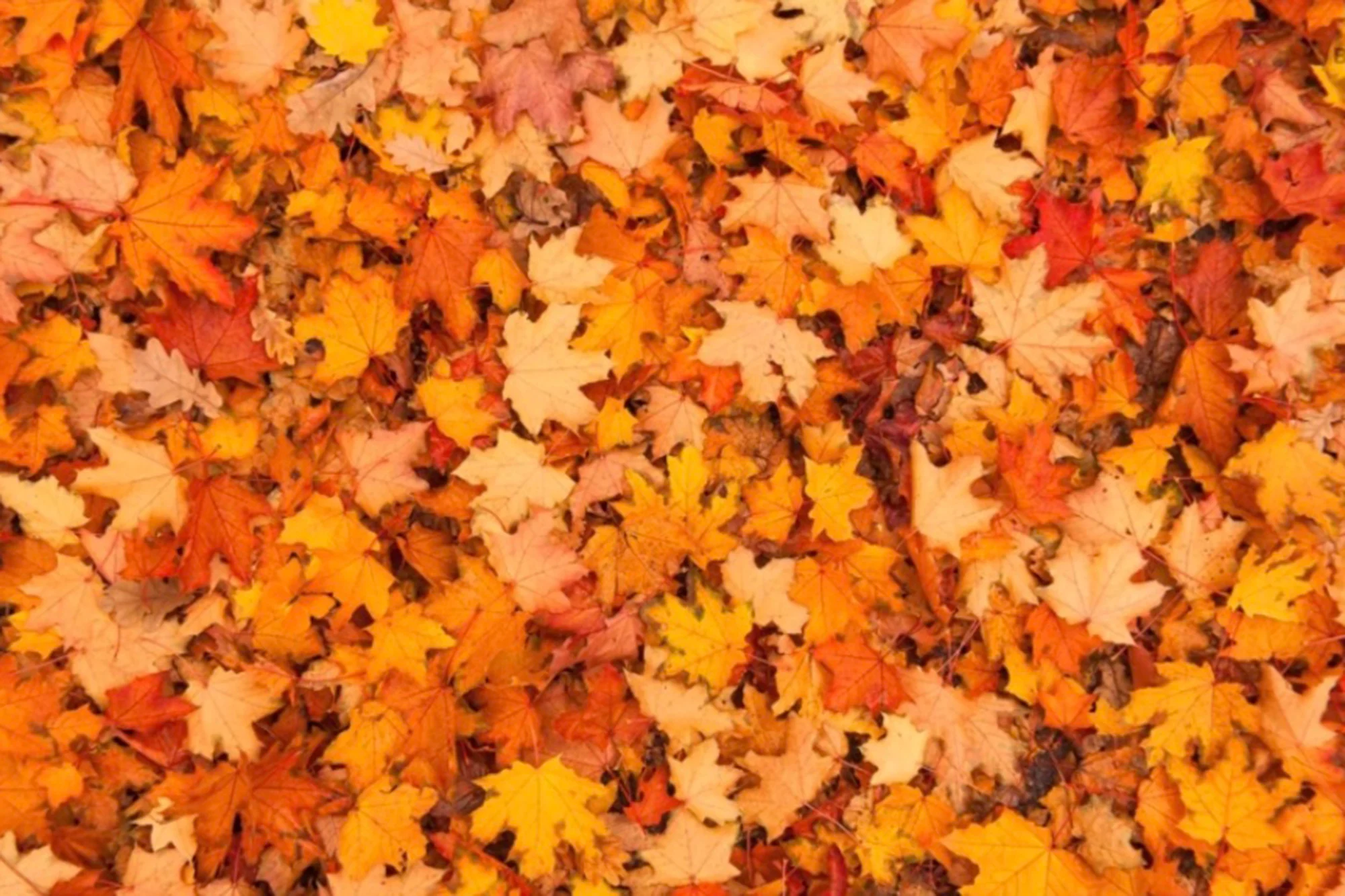 Οφθαλμαπάτη: Μόνο το 1% μπορεί να βρει την πεταλούδα