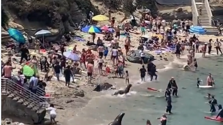 Πανικό προκάλεσαν δύο θαλάσσια λιοντάρια σε παραλία του Σαν Ντιέγκο (βίντεο)