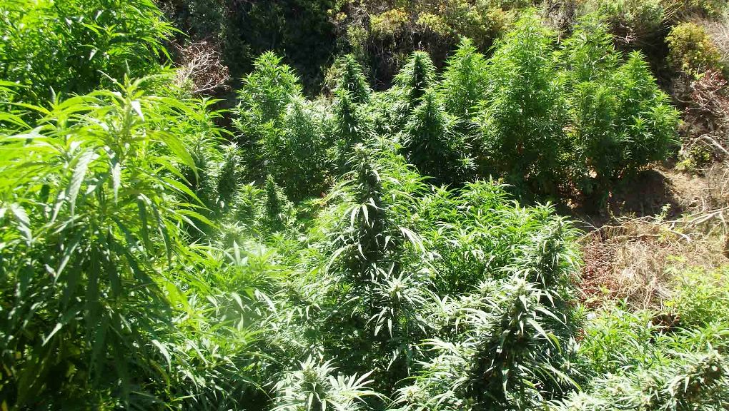 Κρήτη: Εντοπίστηκε χασισοφυτεία «μαμούθ» σε περιοχή του Ηρακλείου