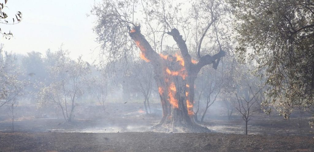 Ανακοίνωση του Copernicus για την πυρκαγιά στην Ηλεία: Πάνω από 8.000 στρέμματα έγιναν στάχτη