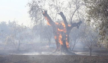 Φωτιά τώρα στη Σκύδρα: Ξέσπασε σε δασική έκταση στην περιοχή Κρανιά
