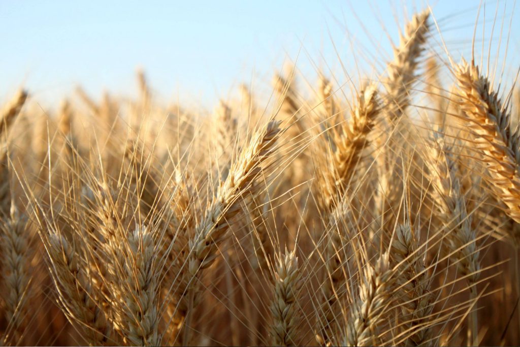 Γαλλία: Kρατά επιφυλάξεις για την πρόθεση της Ρωσίας να ξεμπλοκάρει τις εξαγωγές ουκρανικών σιτηρών