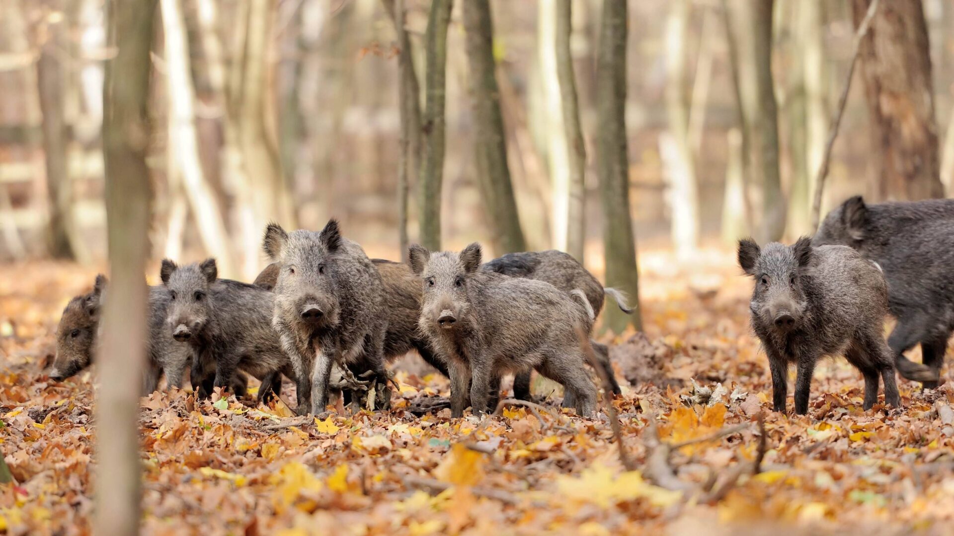 Κιλκίς: Δύο νεκροί και τέσσερις τραυματίες σε τριπλό τροχαίο λόγω… αγέλης αγριογούρουνων! (βίντεο)