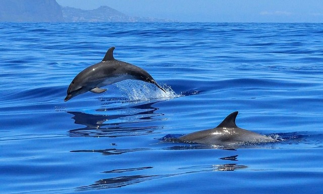 Θεσσαλονίκη: Η στιγμή που δελφίνια «ταξιδεύουν» μαζί με το καραβάκι «Κωνσταντής» στον Θερμαϊκό (βίντεο)