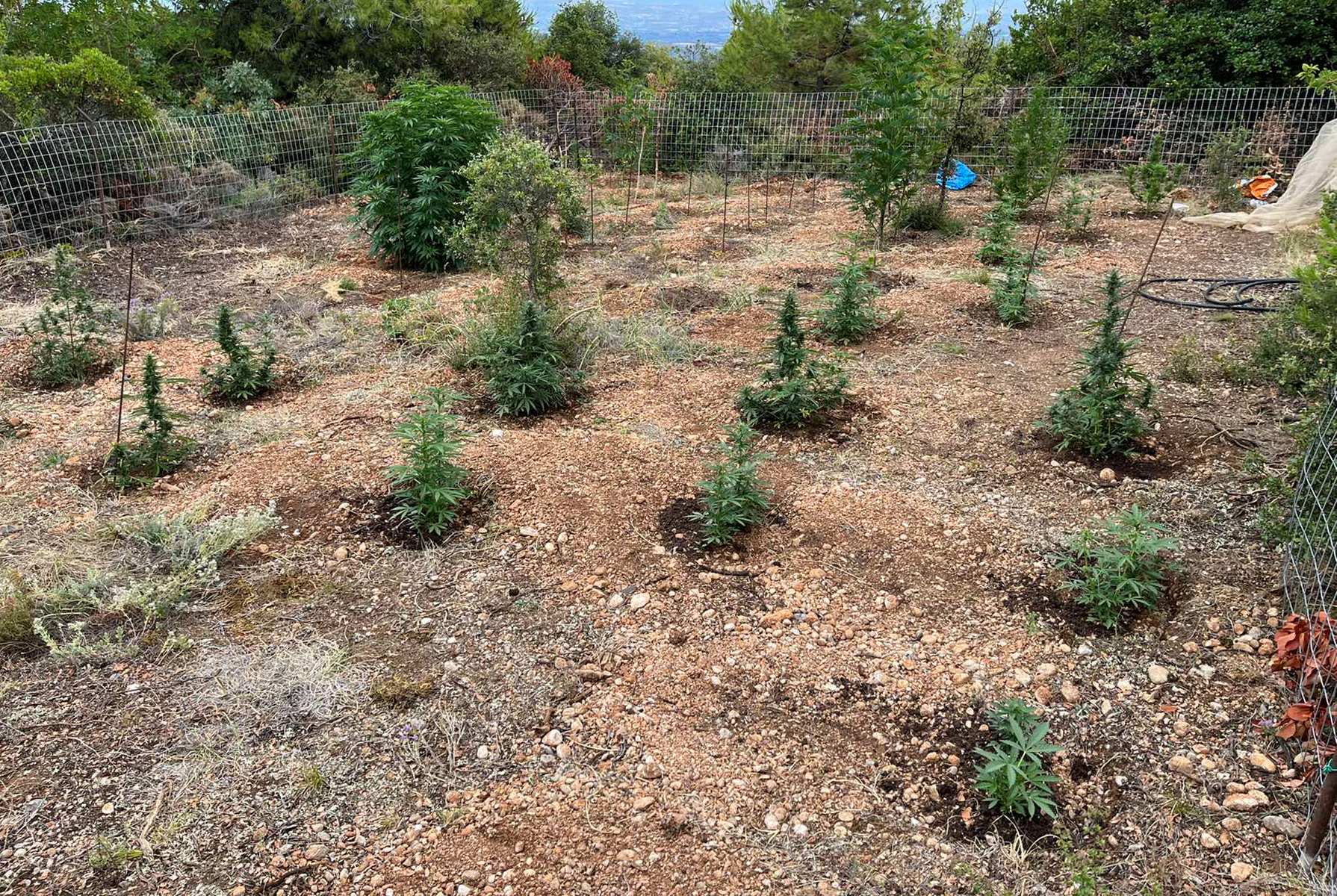 Αλλοδαπός είχε φτιάξει «δάσος» με 182 χασισόδεντρα σε περιοχή της Κορινθίας