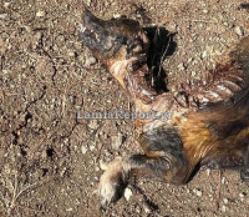 Αδιανόητη κτηνωδία στην Λαμία: Έκαψαν σκύλο ζωντανό (σκληρές εικόνες)