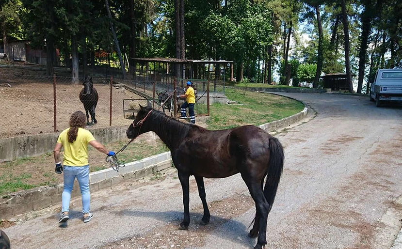 Ασυνήθιστο θέαμα στα Τρίκαλα: Ένα… αδέσποτο άλογο έκοβε βόλτες στους δρόμους της πόλης (φωτό)